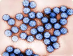 Nearly 30% of gastroenteritis-related hospitalizations among children under five in Lebanon are due to Rotavirus